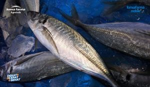 Read more about the article 14 Manfaat Mengkonsumsi Ikan Makarel untuk Kesehatan Tubuh